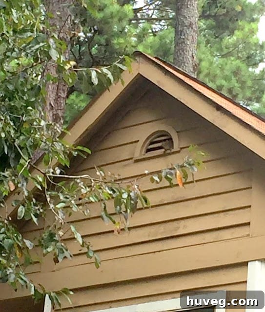 get rid of attic squirrels