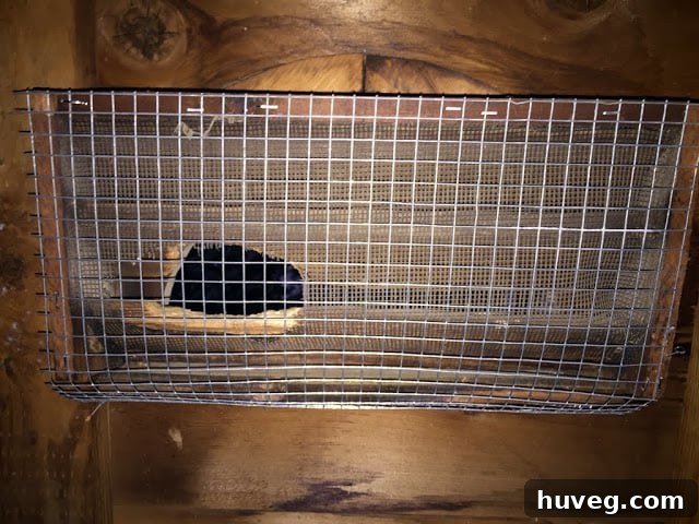 how to get rid of attic squirrels