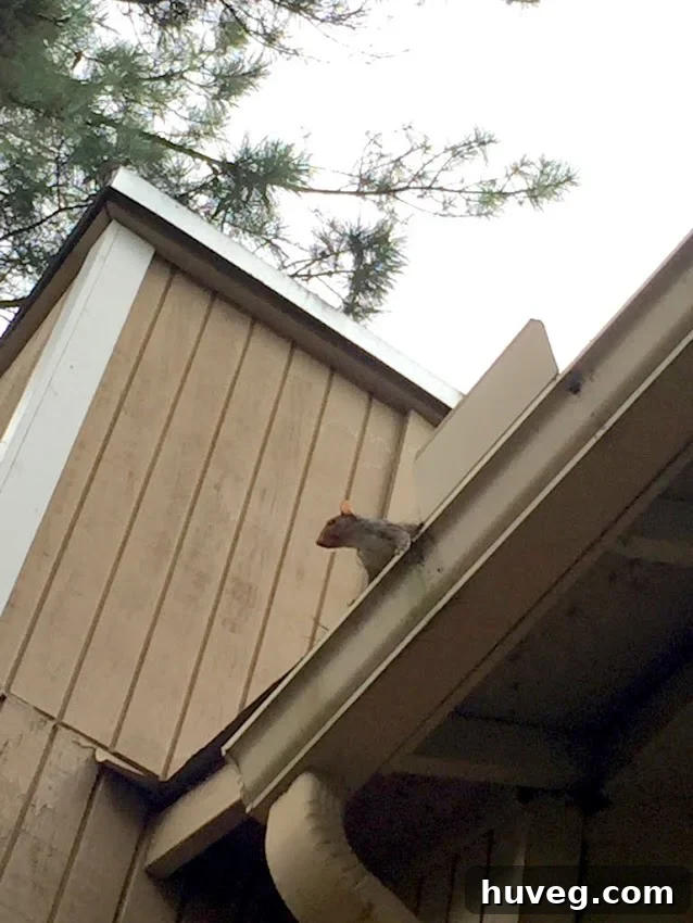 how to get rid of attic squirrels