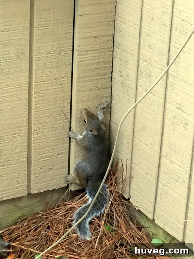 how to get rid of attic squirrels