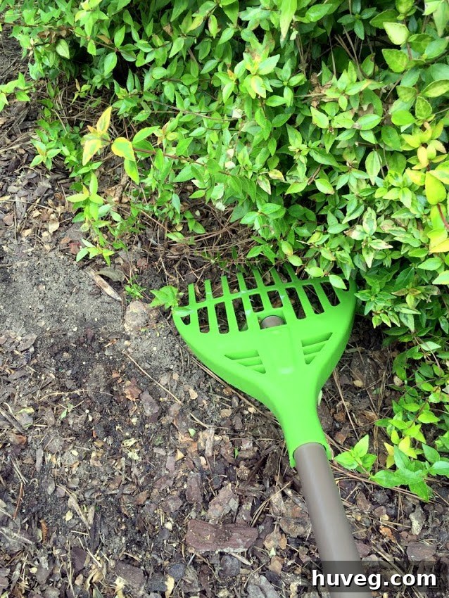 Cleaning up pine straw around shrubs with a specialized rake