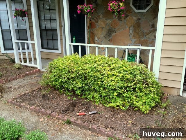 Digging holes for fall mums
