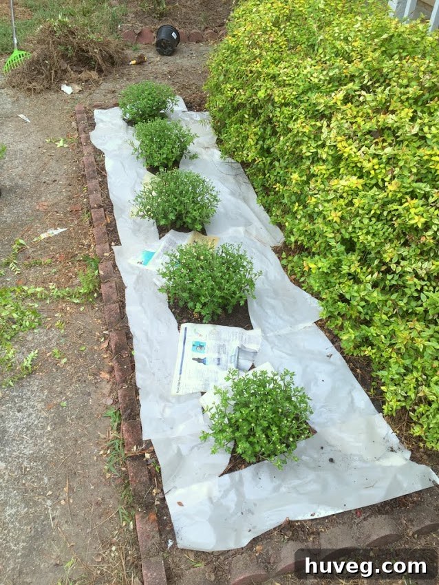 Applying newspaper for weed control before mulching