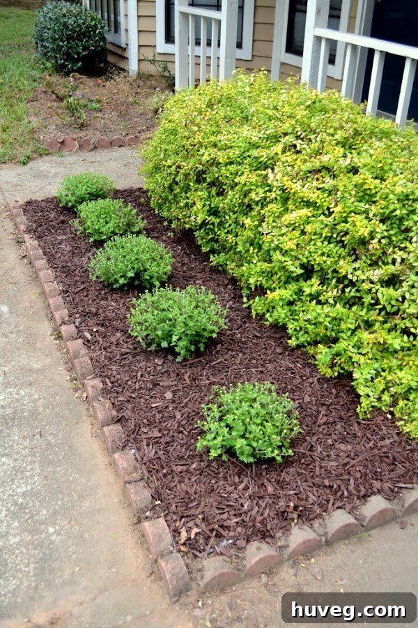 Newly planted mums in the garden bed