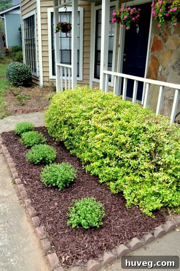 Front garden with newly planted mums and fresh mulch
