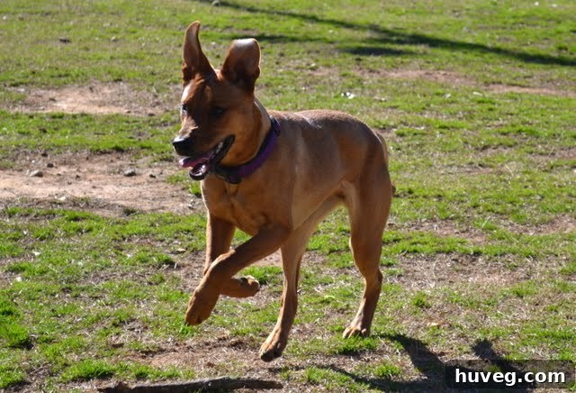 Charlie running
