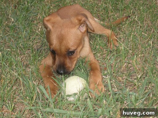 Puppy Charlie with her ball
