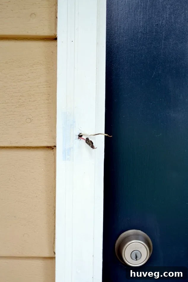 The white doorframe was patched and painted, leaving the wires for the doorbell poking out.