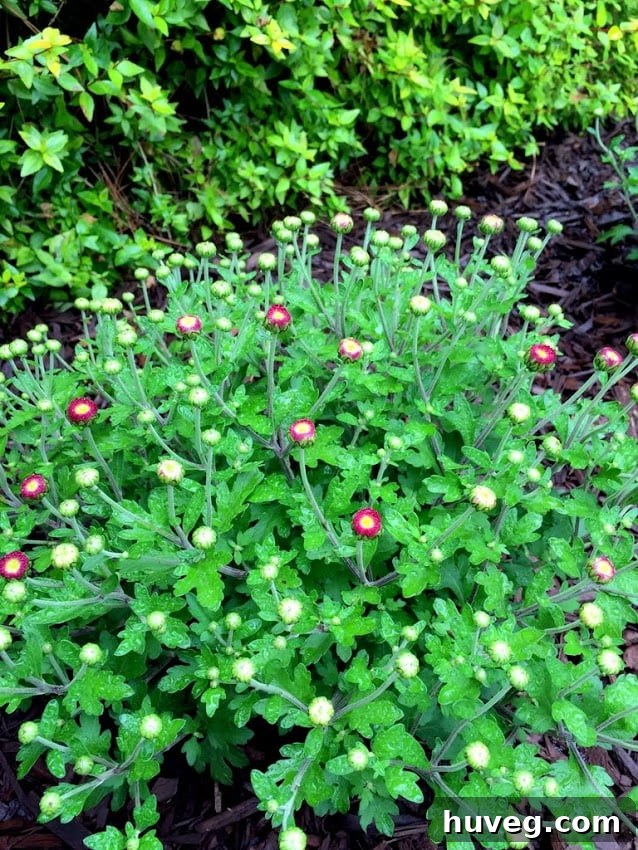 Several potted chrysanthemum plants with rich, deep wine-colored blooms arranged in a rustic front garden setting, ready for autumn