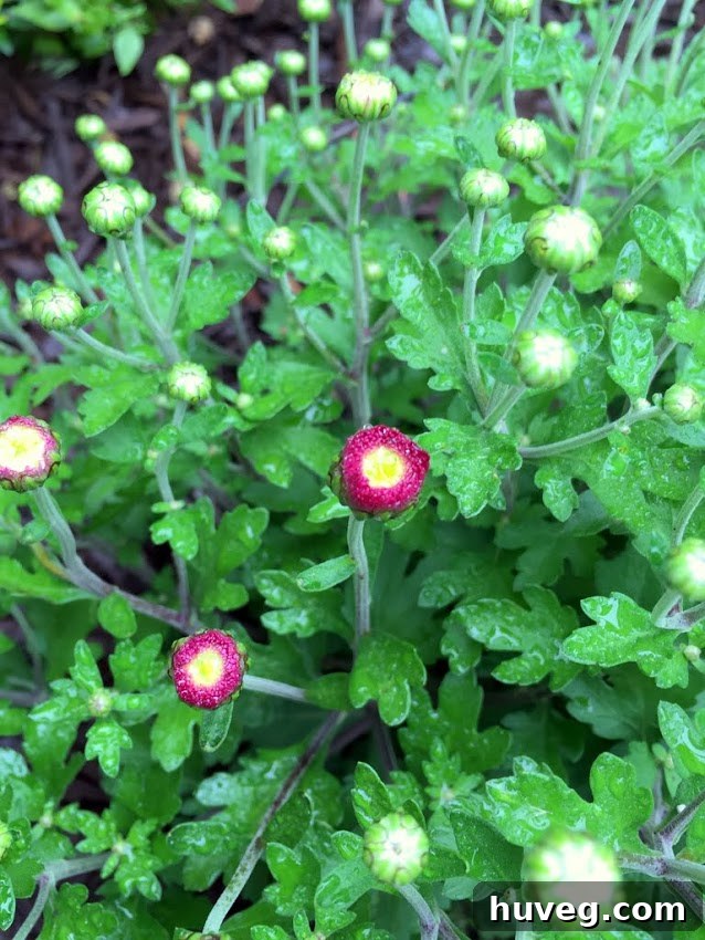 A beautiful cluster of deep wine-colored mums with lush green foliage, showcasing their vibrant autumn hue and healthy growth