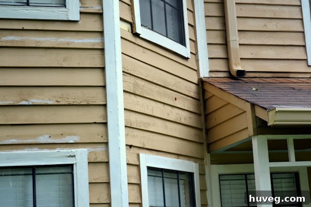 Close-up of Woodpecker Damage and Missing Siding