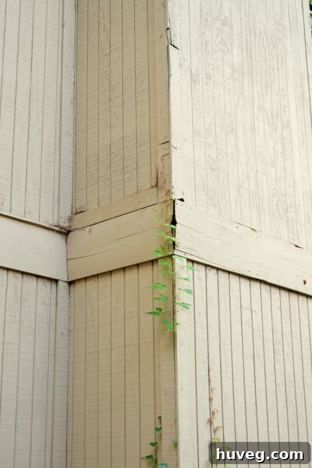 Severely Damaged Exterior Siding Requiring Professional Repair