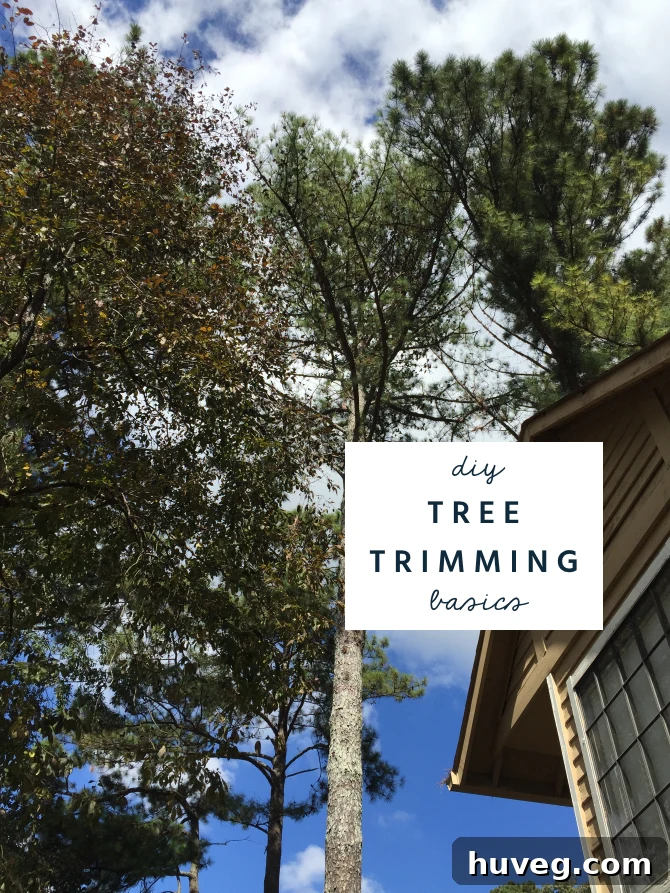 DIY Tree Trimming and Pruning Basics Infographic