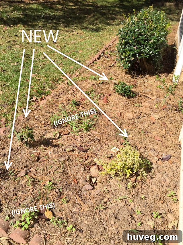Newly planted shrubs enhancing front yard
