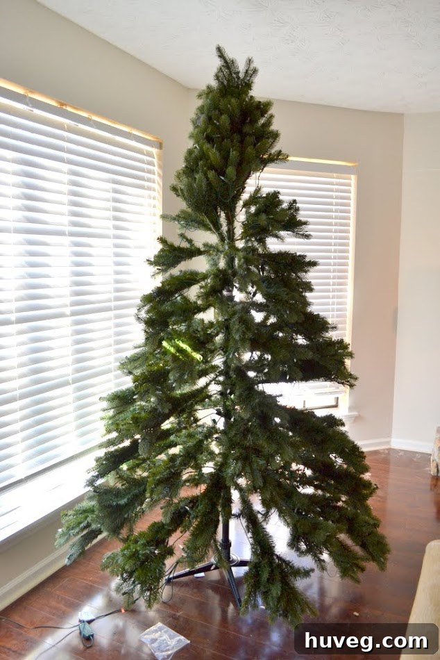 Christmas tree, newly set up but still needing to be fluffed, standing tall in the living room.