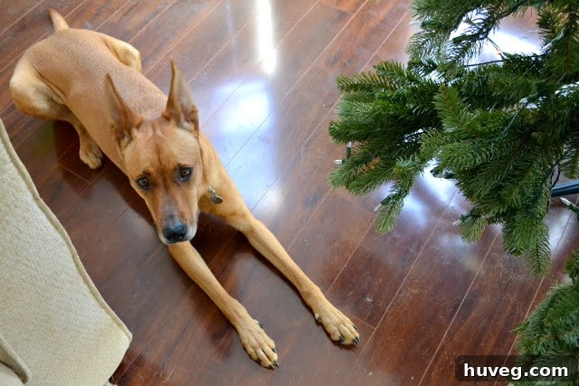 Charlie, the dog, sitting by the new Christmas tree with a look of mild guilt on her face.