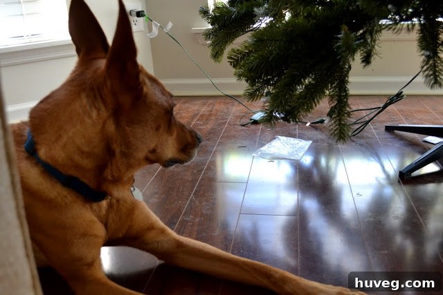 Charlie the dog sitting next to the Christmas tree, looking innocent amidst the visible floor dirt.