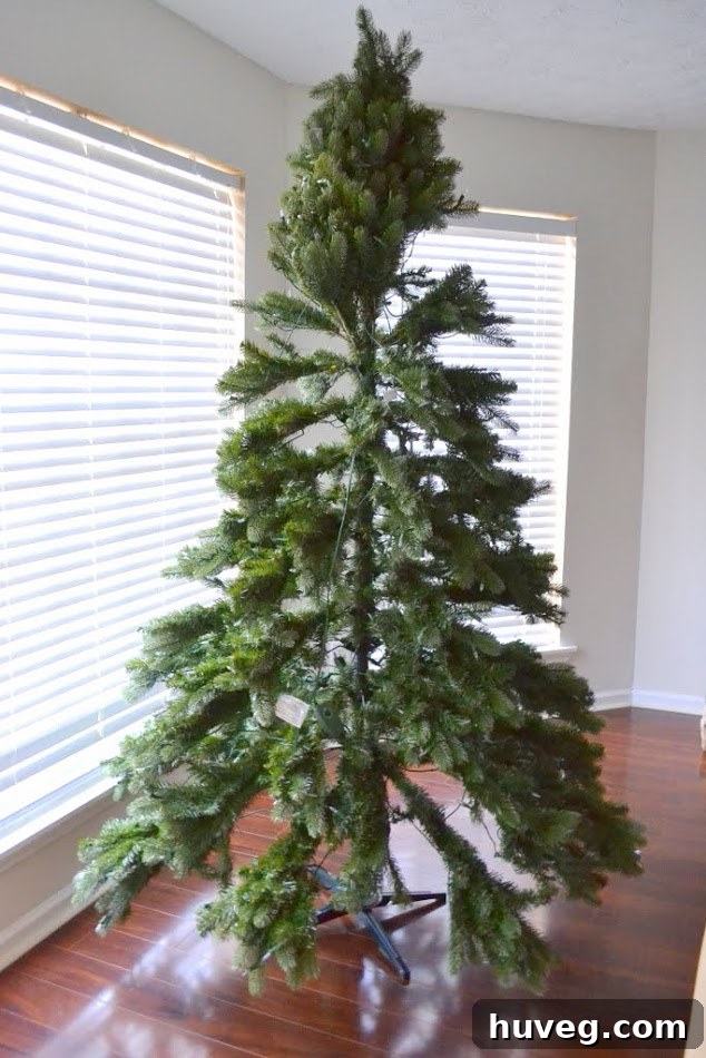 The new Christmas tree, now fully fluffed and ready for decorations.