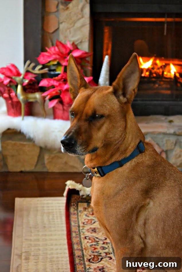 Charlie, My Dog, Enjoying Christmas Decor