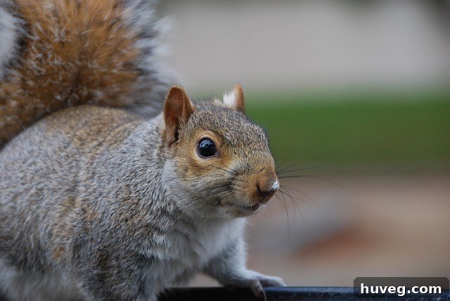 Pudgy squirrel looking defiant, a symbol of persistent wildlife intrusion
