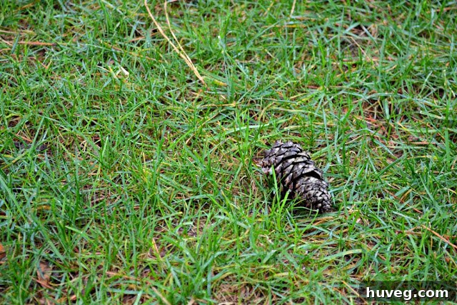 Pine cone, a simple but effective deterrent in the squirrel battle