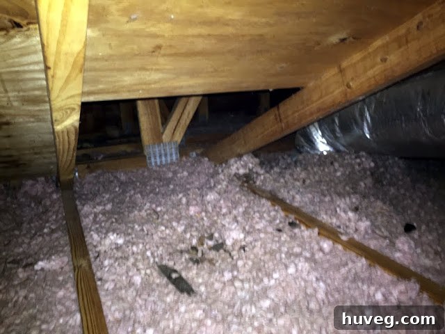 Homeowner performing contorted attic yoga to reach squirrel entry points