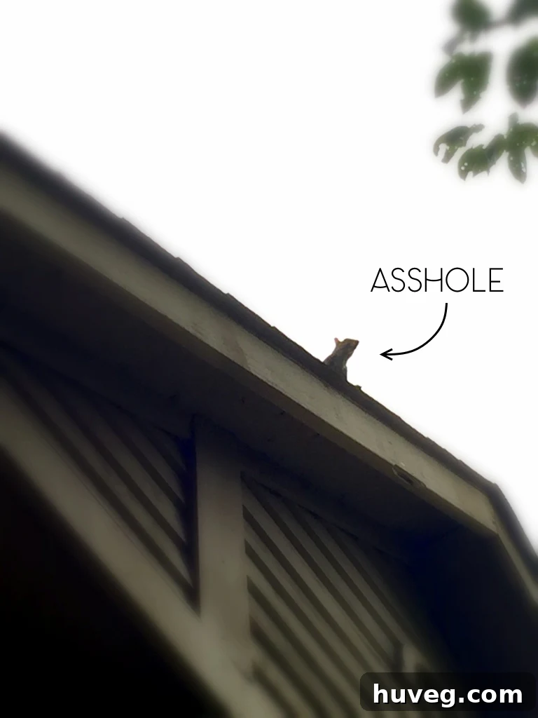 Humorous graphic stating 'squirrels are assholes' reflecting homeowner sentiment