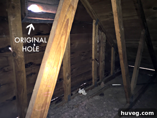 Original attic access point through gable vent, showing previous squirrel entry
