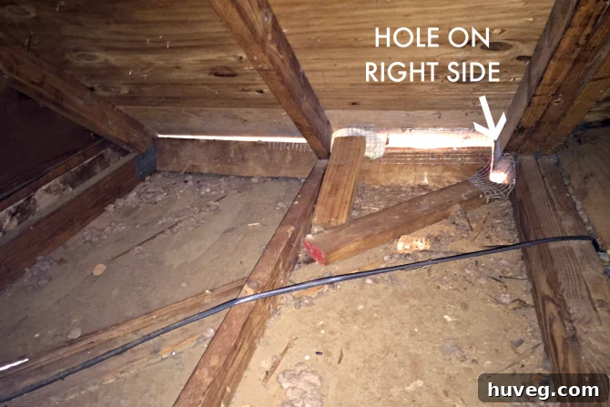 New attic hole on the right side, created by squirrel near roofline and joists