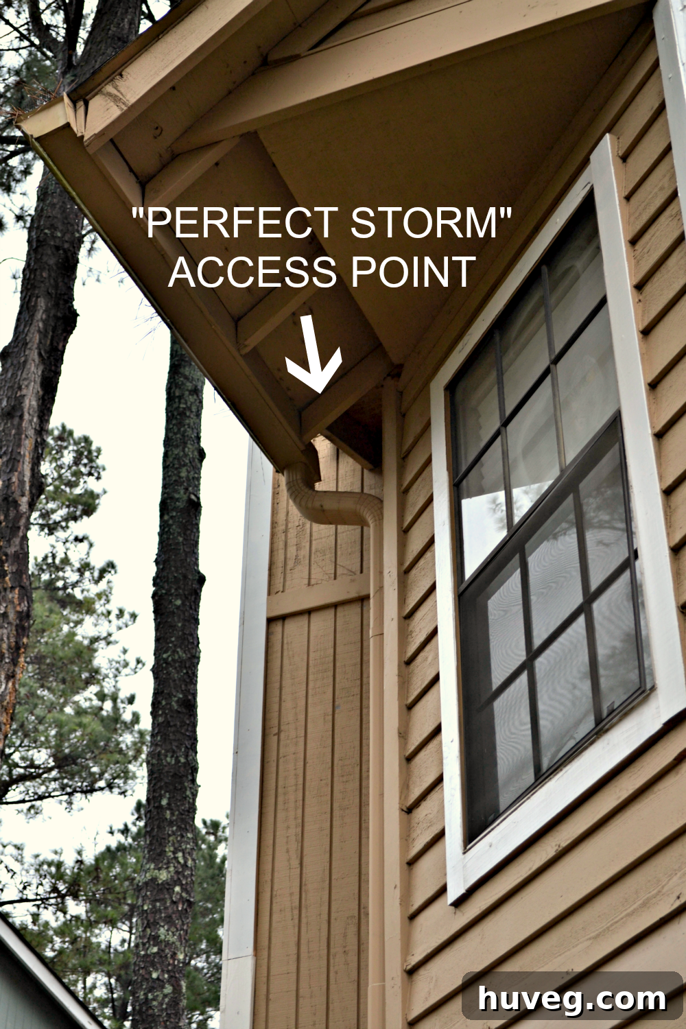 Exterior view of attic squirrel access point where storm drain meets roofline