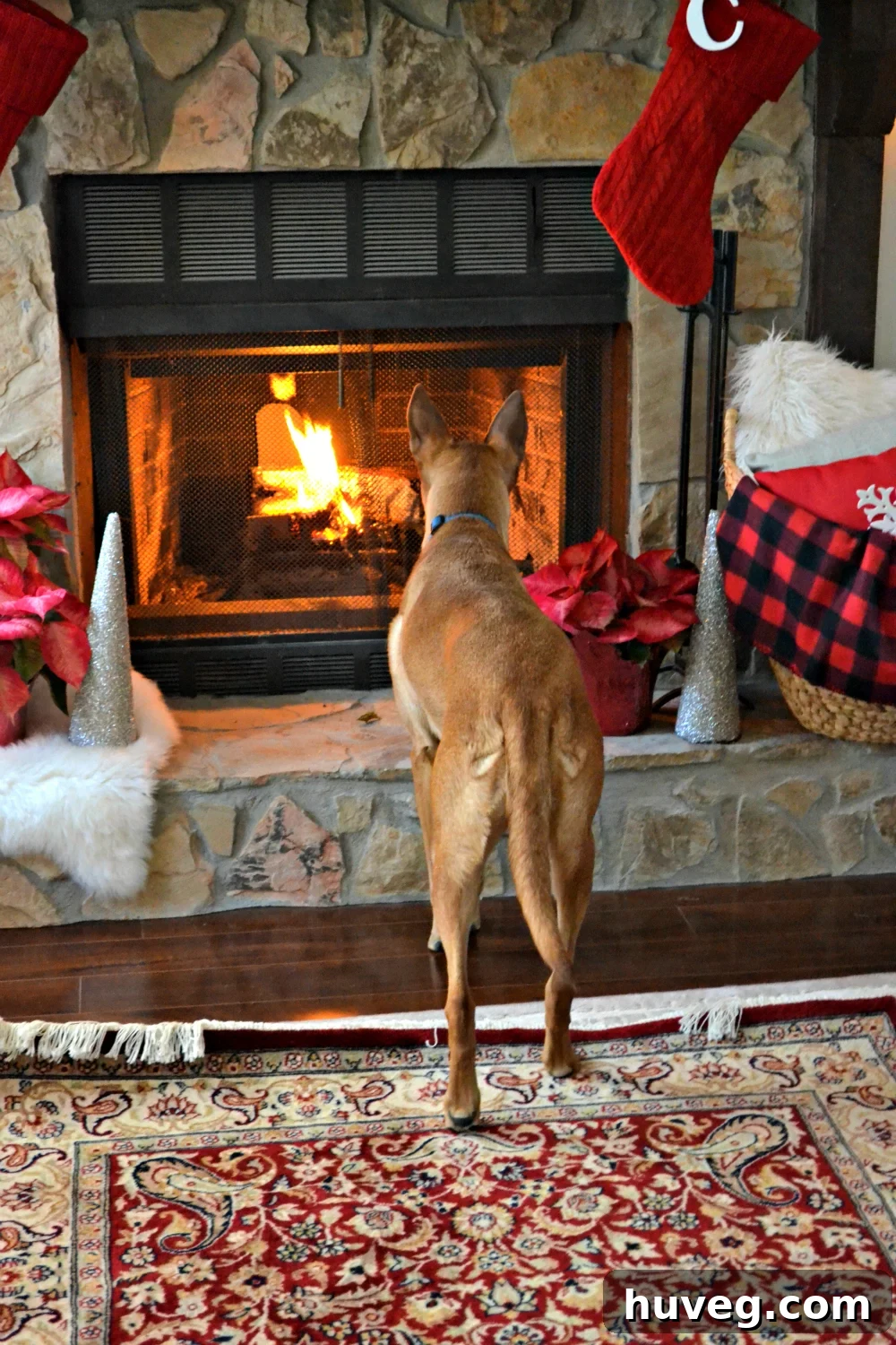 Charlie cozy fire
