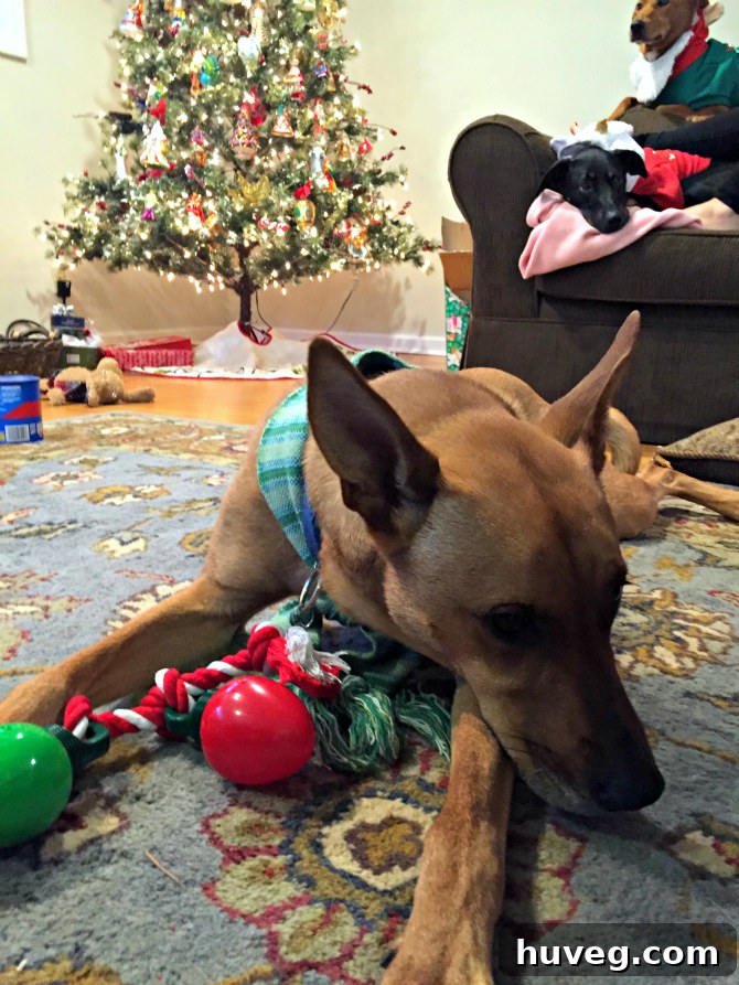 Charlie, a lively terrier mix, playfully interacting with her two dog cousins in a festive indoor setting, surrounded by holiday decorations.