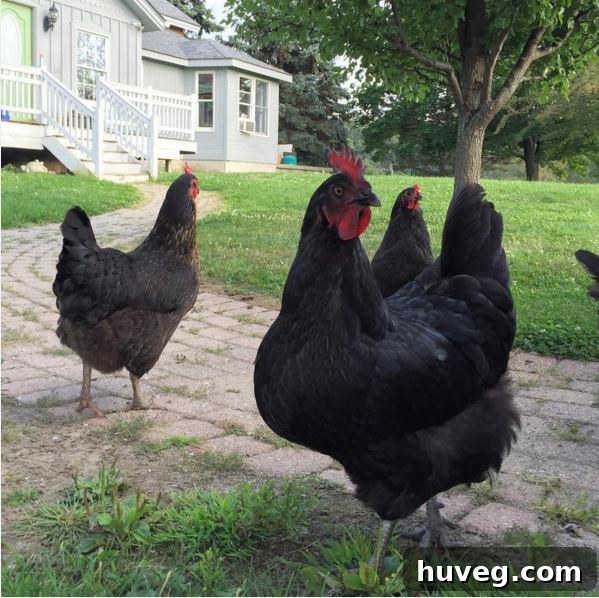 black feather farm chickens