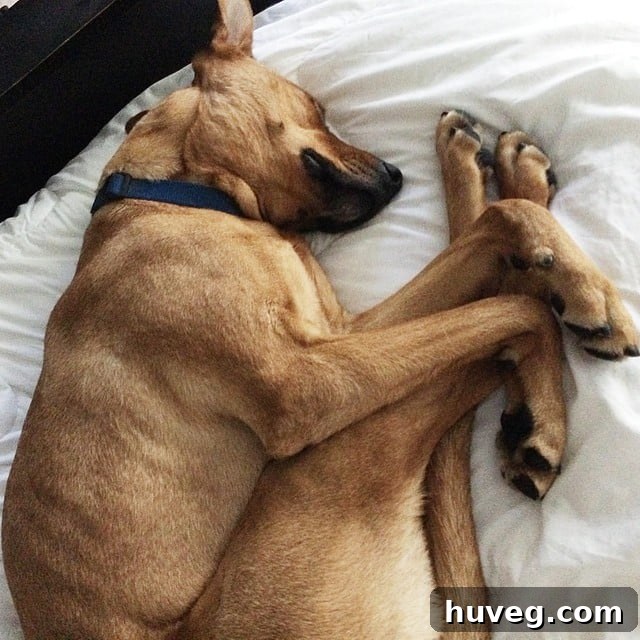 charlie snuggling