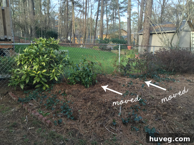 Newly relocated plants, including azaleas and roses, along the fence line