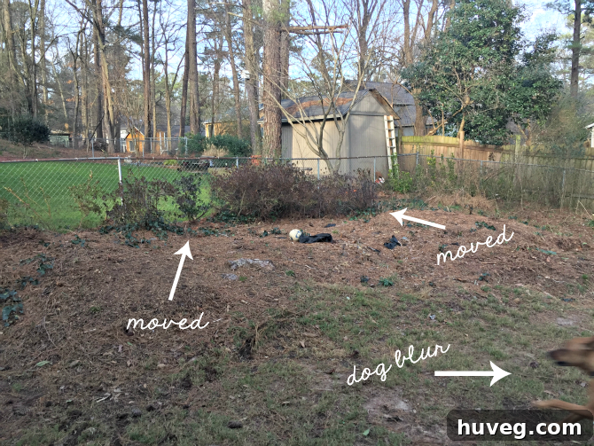 Backyard area cleared of plants, preparing for soil moving and leveling projects