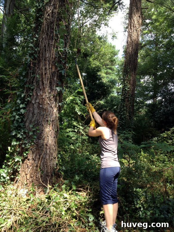 Tearing down overgrown ivy from trees in a backyard landscaping project