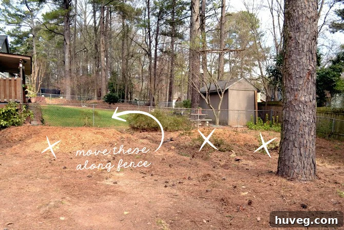 Moving backyard plants like azaleas, roses, and rhododendrons for better placement