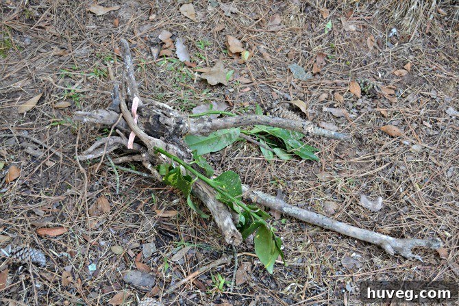A plant accidentally pulled out of the ground by a dog's leash