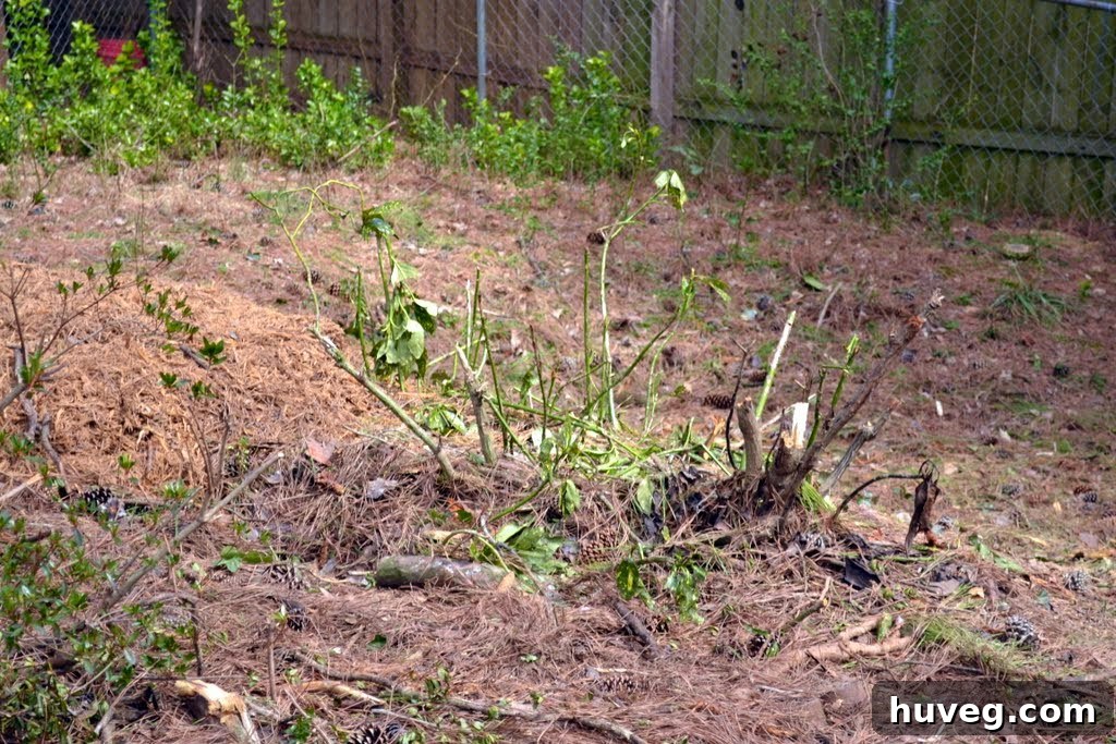 Battered plants awaiting relocation after tree removal and dog incidents