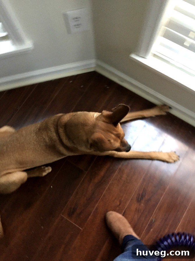 dog supervising DIY project