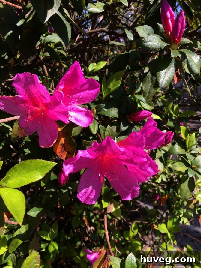 Savannah flowers