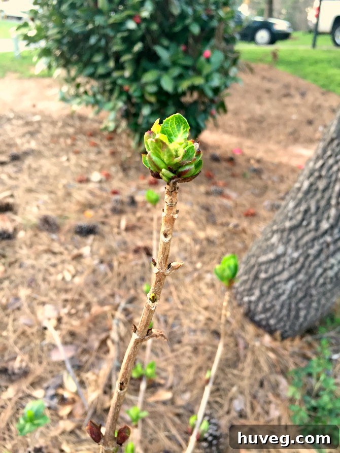 hydrangea bud