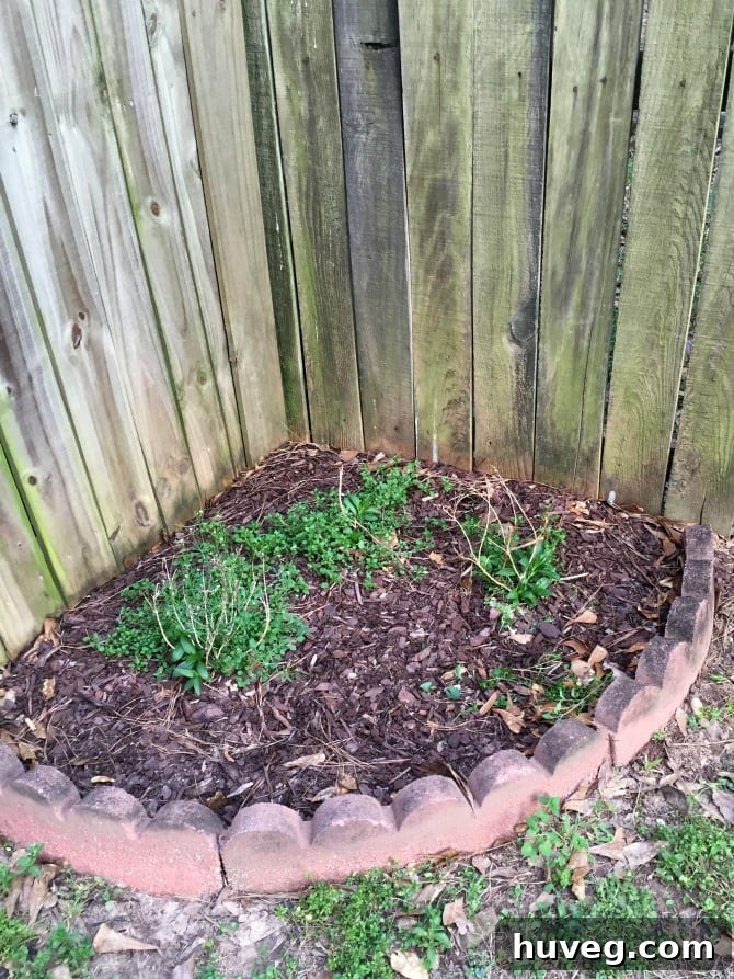 weeds taking over