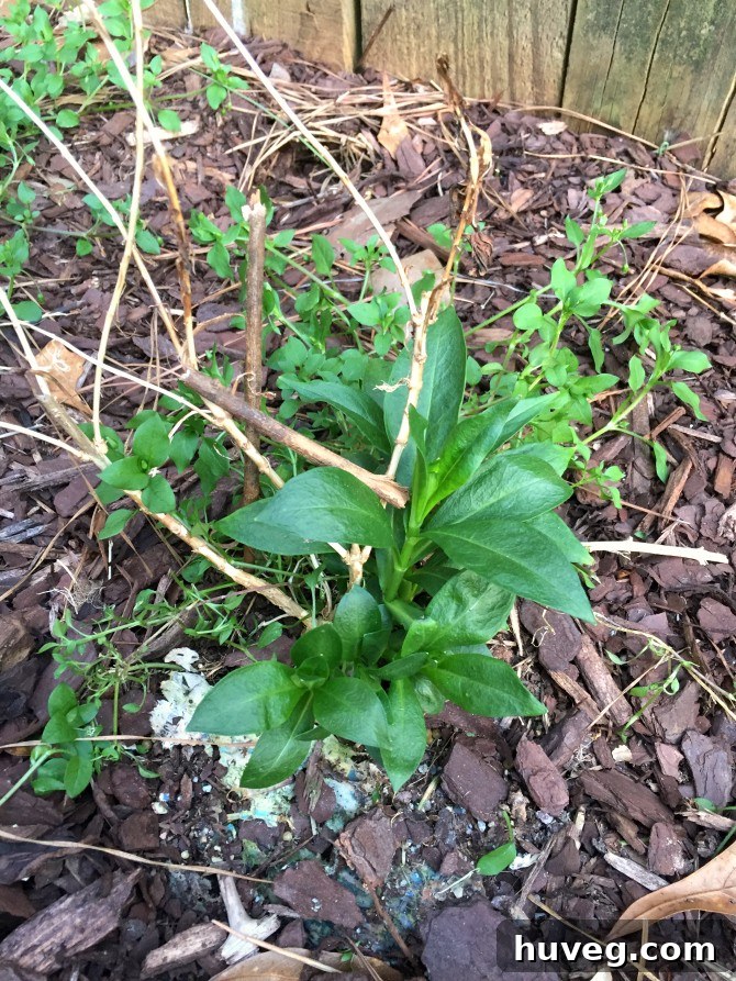 weeds and new plant