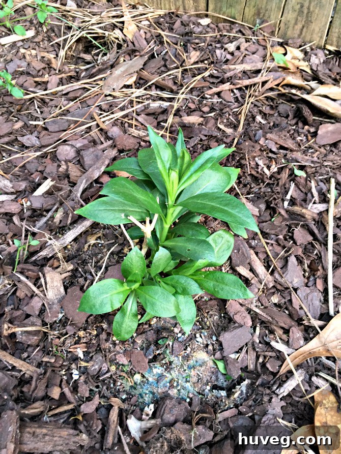 healthy phlox 2
