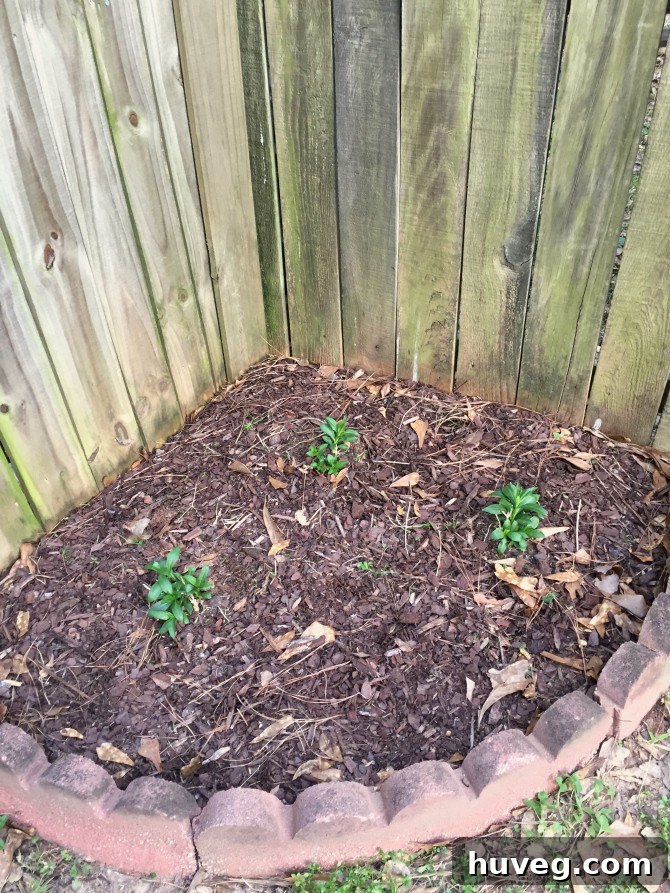 garden weeds removed