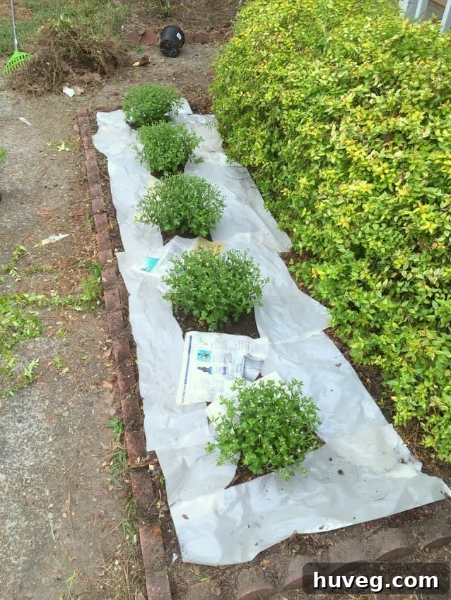 Vibrant mums blooming in a newspaper-mulched garden bed