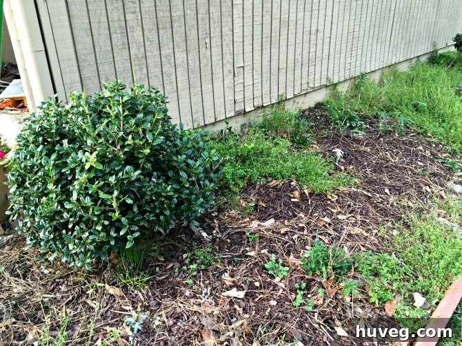 Weed-free section of garden bed with newspaper and mulch