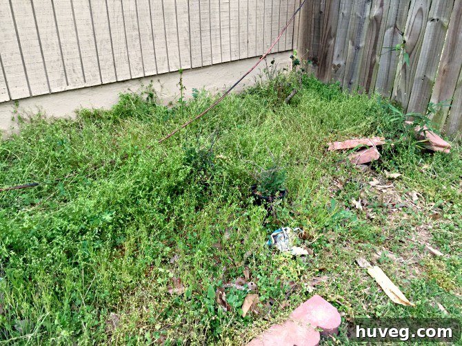 Overgrown garden bed completely overtaken by weeds without newspaper barrier